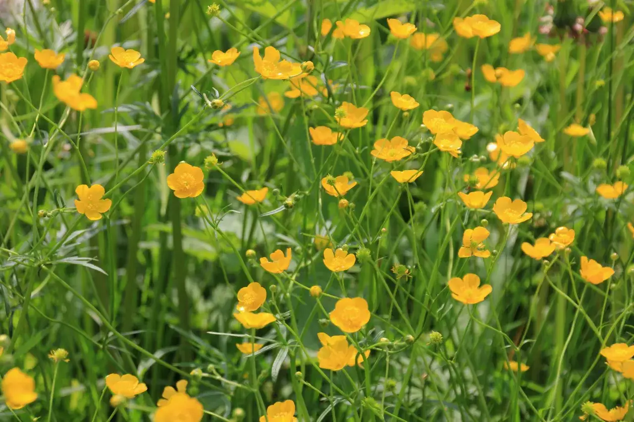 Champ de bouton d'or éclatant sous le soleil. Les petites fleurs jaunes illuminent la prairie verdoyante, créant un tableau naturel joyeux.