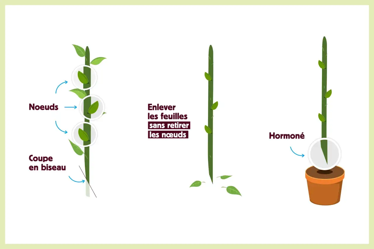 Illustration montrant comment faire une bouture : coupe en biseau, retrait des feuilles sans toucher les n&oelig;uds, puis application d'hormone avant plantation.