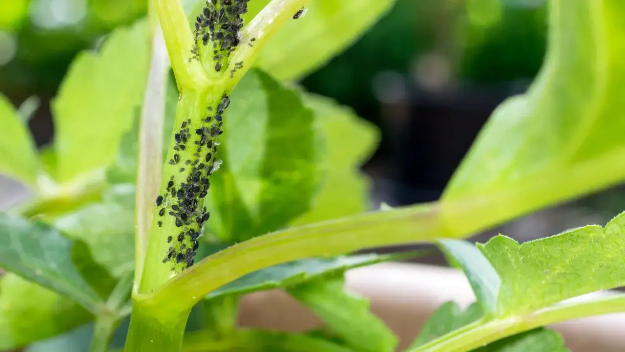 Puceron noir envahissant une tige verte, un signe que le purin de rhubarbe pourrait &ecirc;tre n&eacute;cessaire pour prot&eacute;ger la plante.