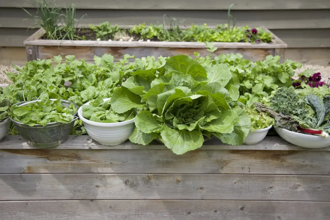Légumes frais prêts à être récoltés, dont une grosse laitue, des épinards et du chou frisé. Idéal pour planter des salades.