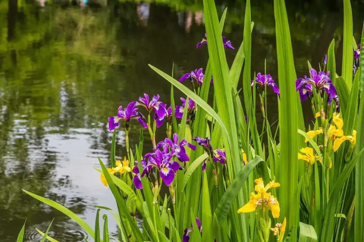 Des iris d'eau violets et jaunes s'épanouissent au bord d'un étang aux reflets verts.