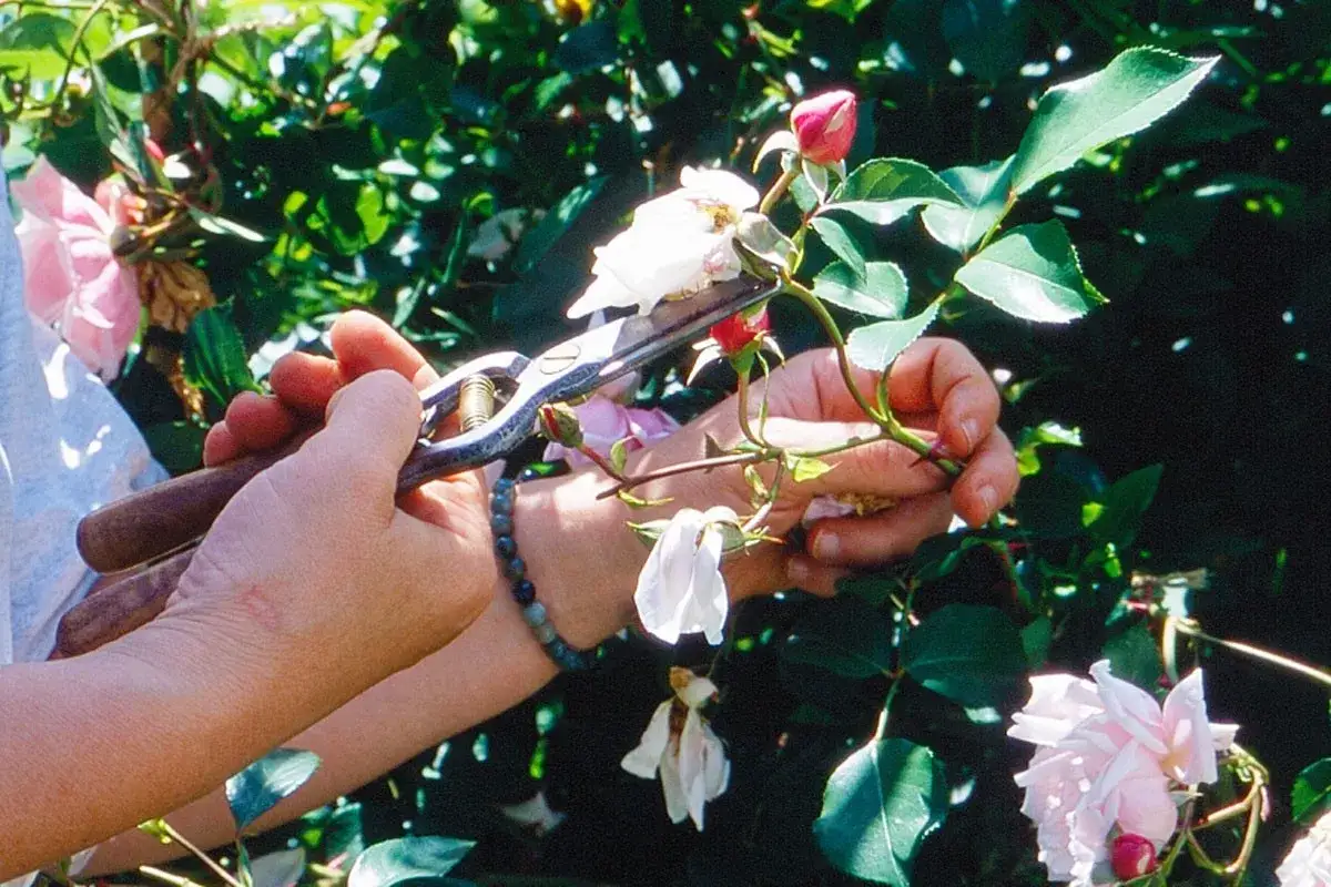 Mains taillant un rosier trop haut avec des sécateurs. Une fleur blanche est coupée, des boutons roses sont visibles.