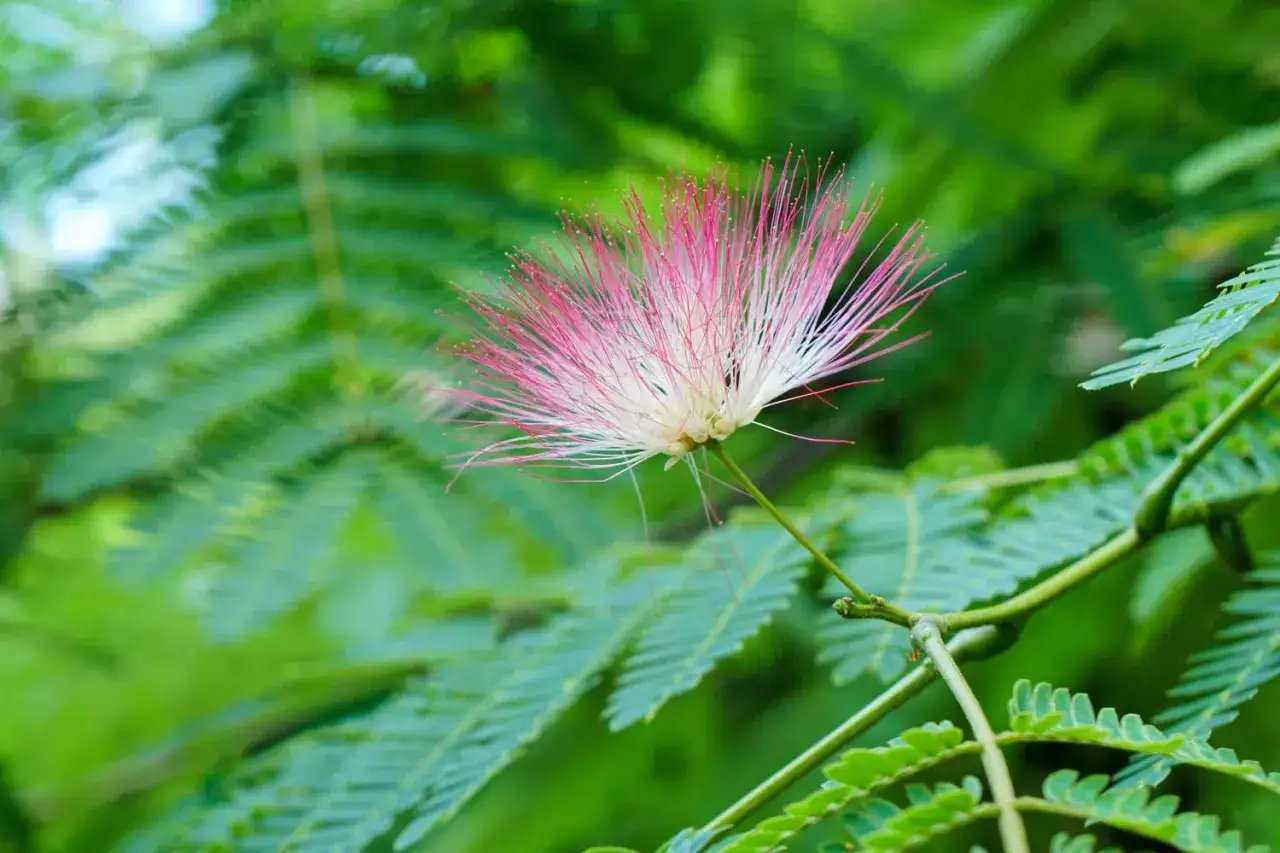Fleur d'albizia, signe de croissance et de renouveau, avec ses filaments roses et blancs éclatants sur fond de feuillage vert.