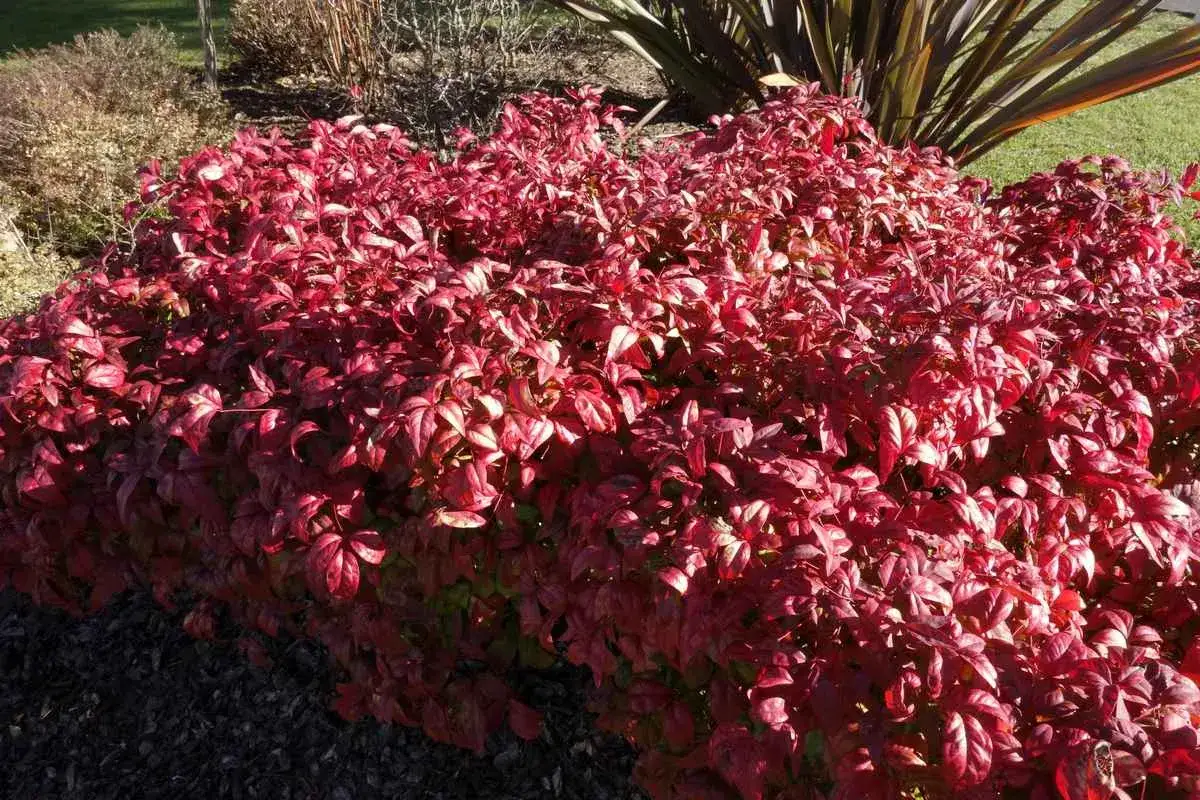 Un arbuste de bambou sacré aux feuilles rouge vif, baignant dans la lumière du soleil.