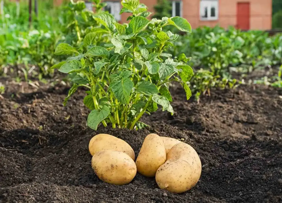 Quelques pommes de terre fraîchement récoltées reposent sur la terre sombre, à côté d'une jeune plantation de pommes de terre.