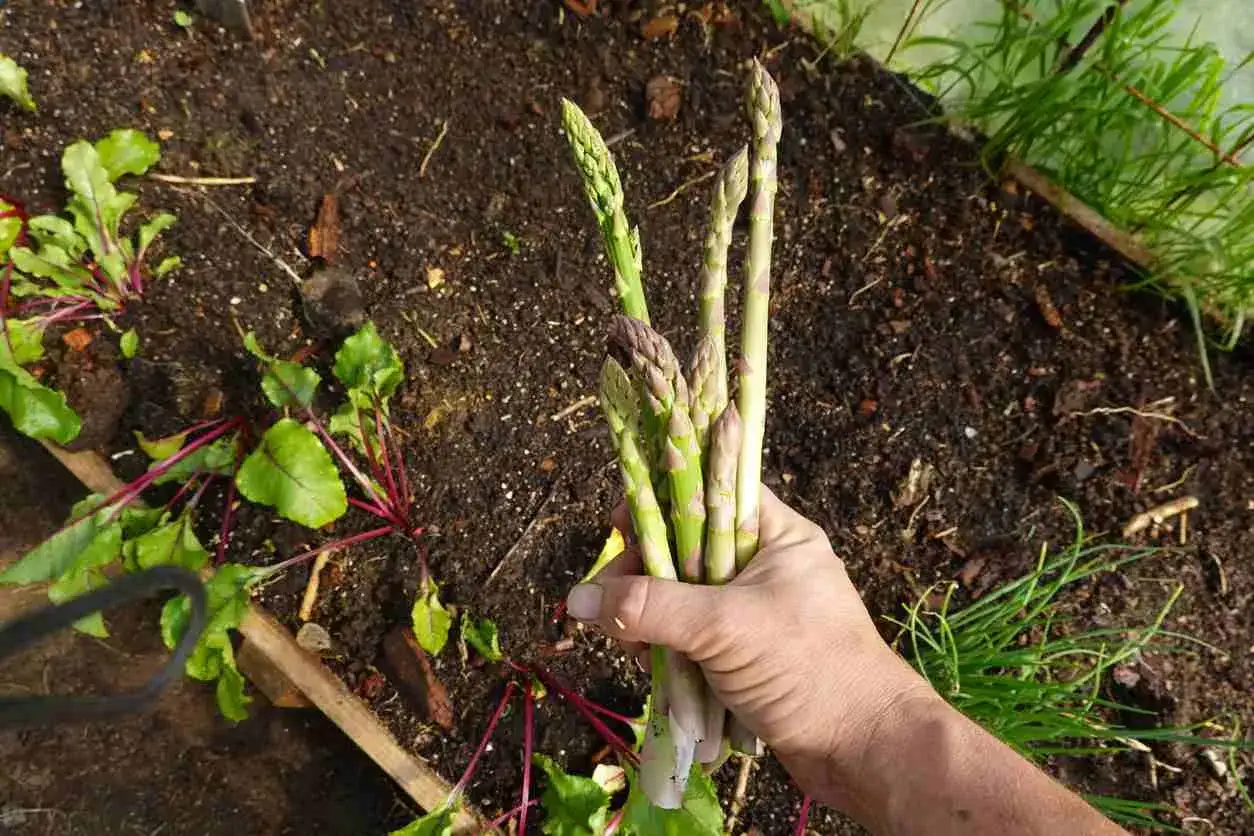 Main d'une personne tenant une botte d'asperges vertes et violettes fraîchement cueillies, avec des plants de betteraves en arrière-plan.