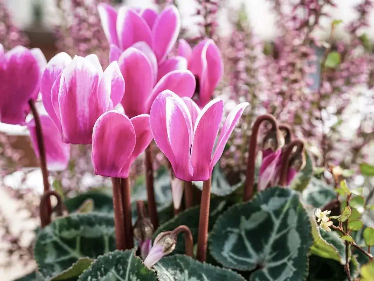 Fleurs d'hiver roses et blanches, des cyclamens aux feuilles marbrées, éclosent dans un décor flou de petites fleurs roses.