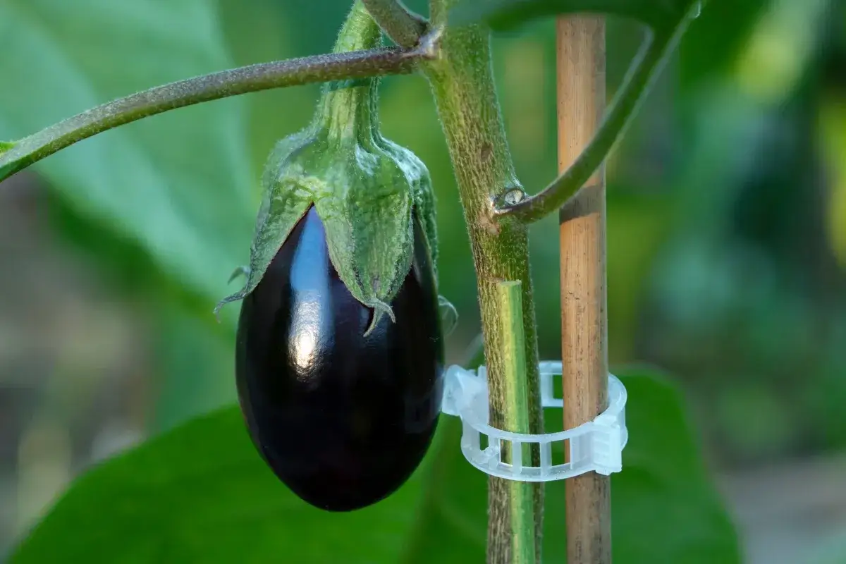 Une belle aubergine mûrit sur sa plante, soutenue par un tuteur.