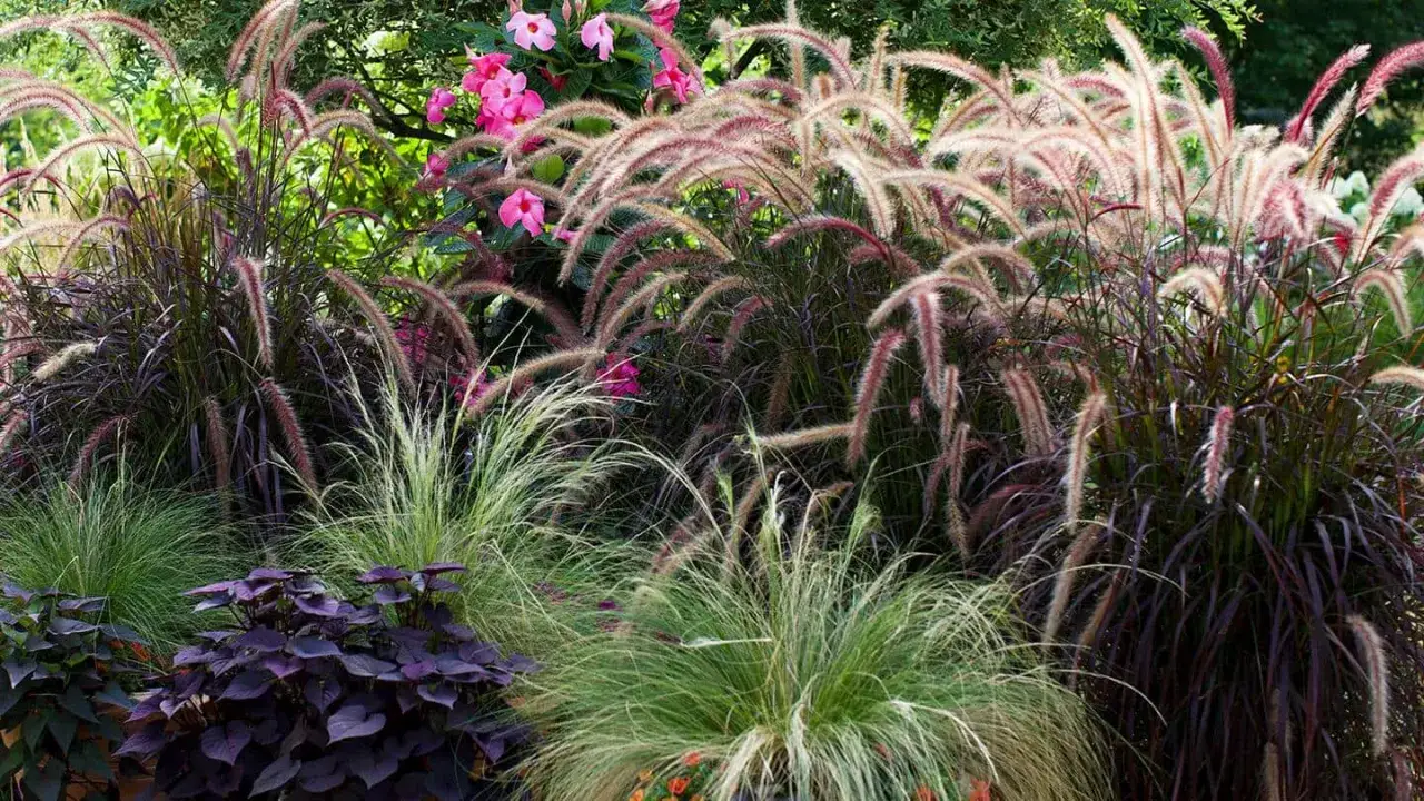 Des gramin&eacute;es aux &eacute;pis l&eacute;gers comme des cheveux d'ange se m&ecirc;lent &agrave; des feuillages pourpres et des fleurs roses dans un jardin luxuriant.