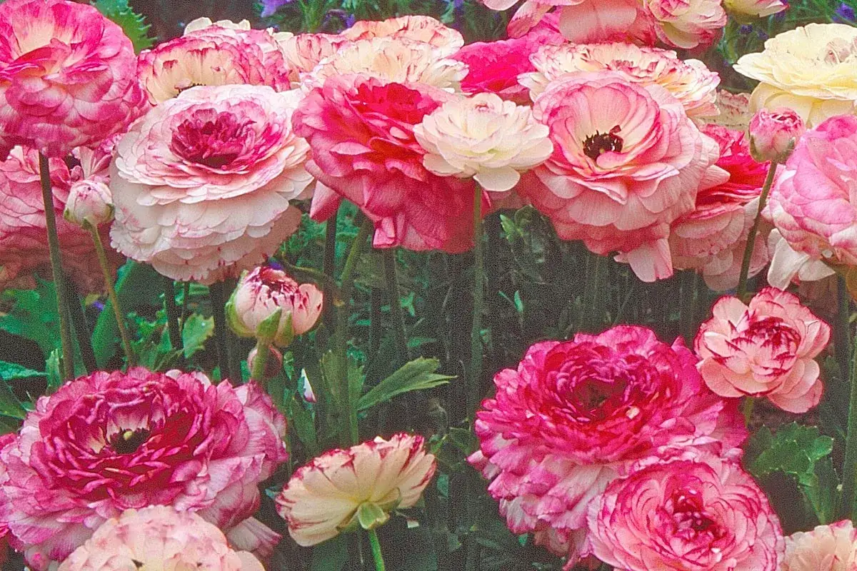 Un bouquet de renoncules en fleurs, aux pétales roses et blancs, évoque un doux rêve printanier.