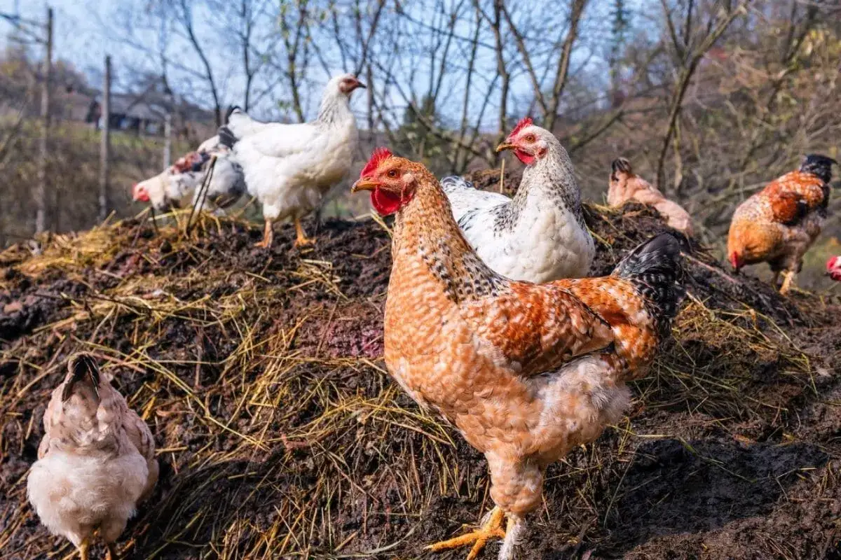 Plusieurs poules picorent sur un tas de fumier de poule, un engrais naturel riche pour le jardin.