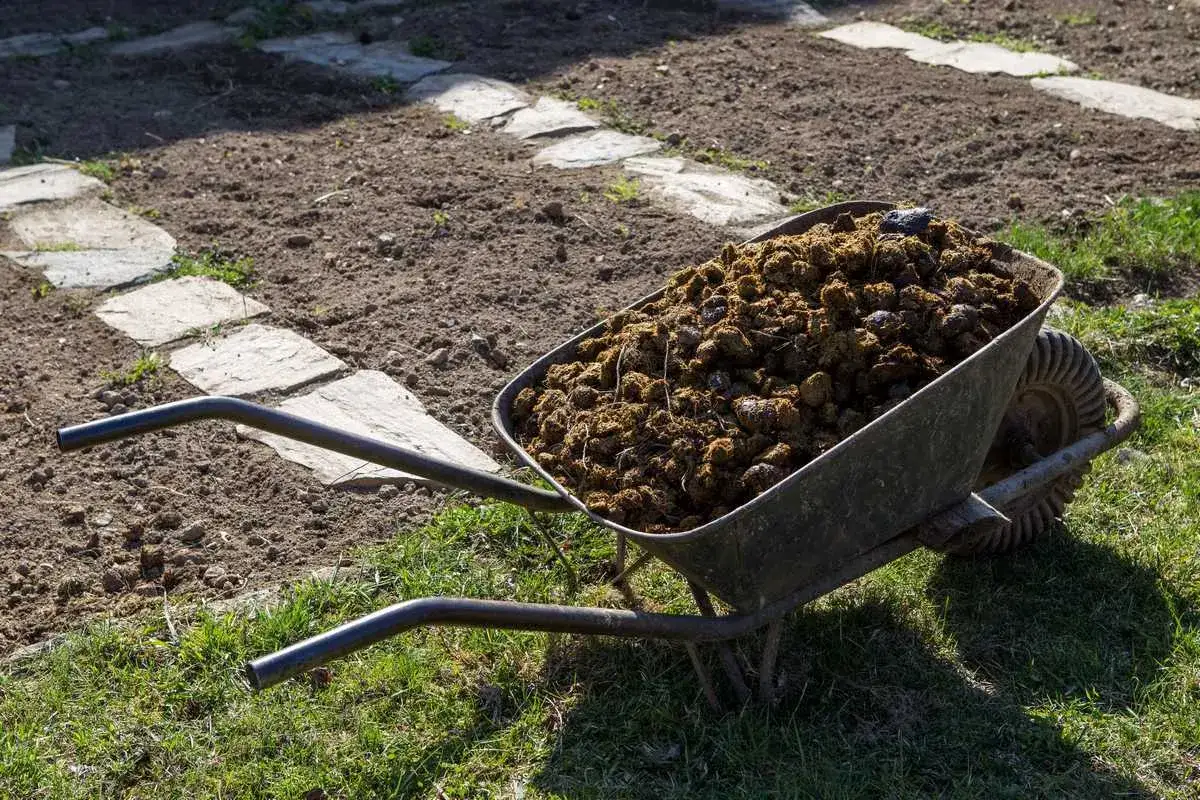 Brouette remplie de fumier de cheval, prête à fertiliser le potager. Le chemin de dalles de pierre serpente dans la terre labourée.