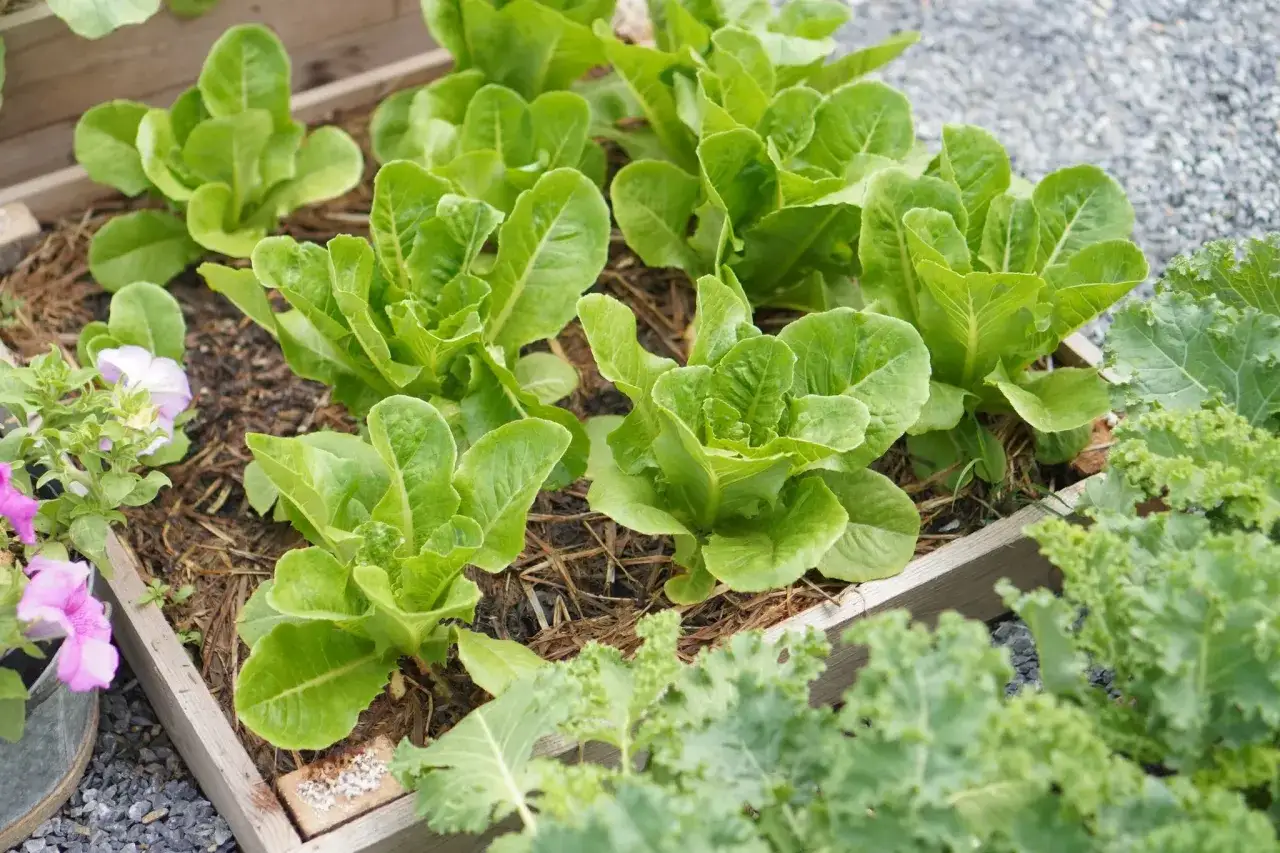 Jeunes plants de laitue romaine prêts à repiquer dans un potager surélevé, entourés de chou frisé et de fleurs roses.