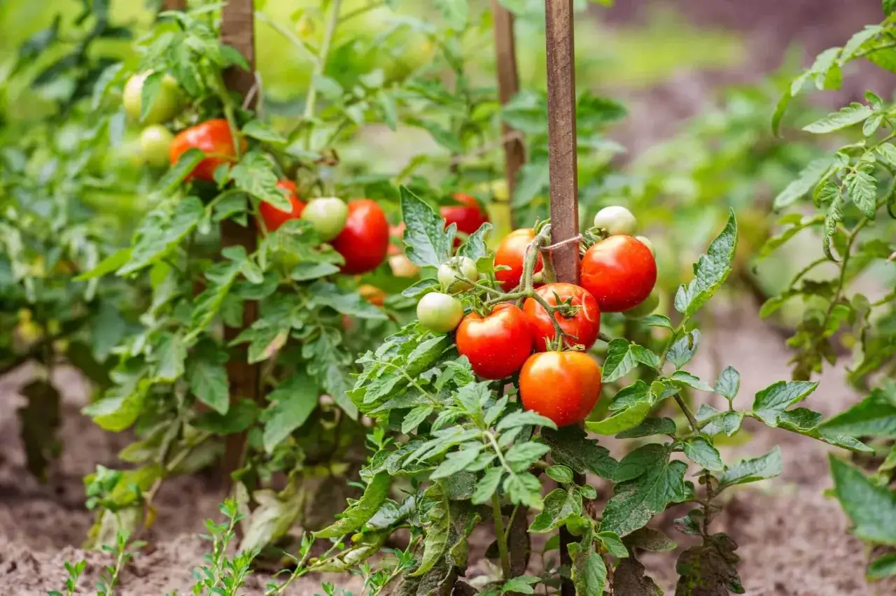 Des tomates mûres et vertes sur des plants soutenus par des piquets. Un débat sans fin : la tomate, fruit ou légume ?