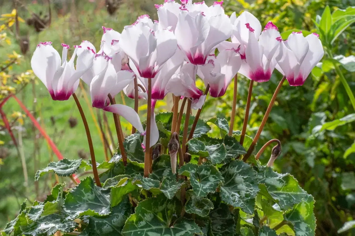 Un bouquet de cyclamen ext&eacute;rieur aux p&eacute;tales blancs bord&eacute;s de rose vif, sur un feuillage vert marbr&eacute;.