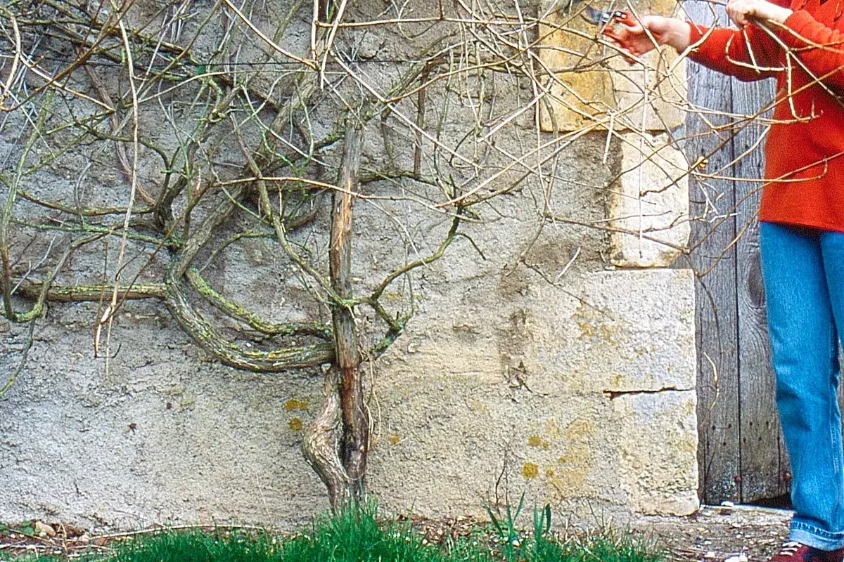 Taille bignone : une personne en jean et pull orange utilise des ciseaux pour tailler une plante grimpante sur un mur en pierre.