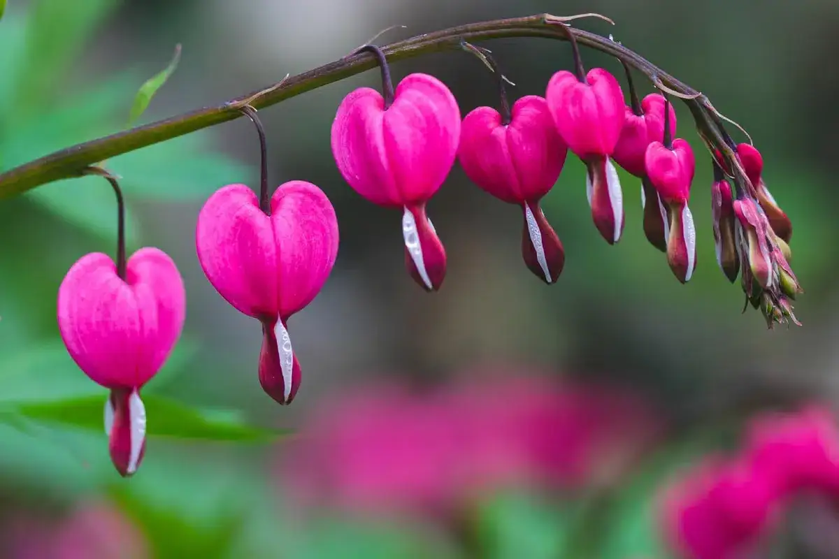 Des cœurs de Marie roses, en forme de goutte, pendent d'une tige. Leurs pétales blancs contrastent avec le rose vif.