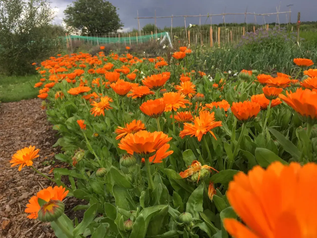 Un champ de soucis fleur aux couleurs vives s'&eacute;tend sous un ciel mena&ccedil;ant. Les p&eacute;tales orange &eacute;clatant contrastent avec le feuillage vert profond.