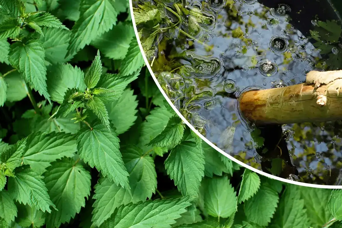 Feuilles d'ortie luxuriantes &agrave; gauche, et &agrave; droite, un b&acirc;ton en bois dans de l'eau trouble, signe de l'utilisation purin d'ortie.