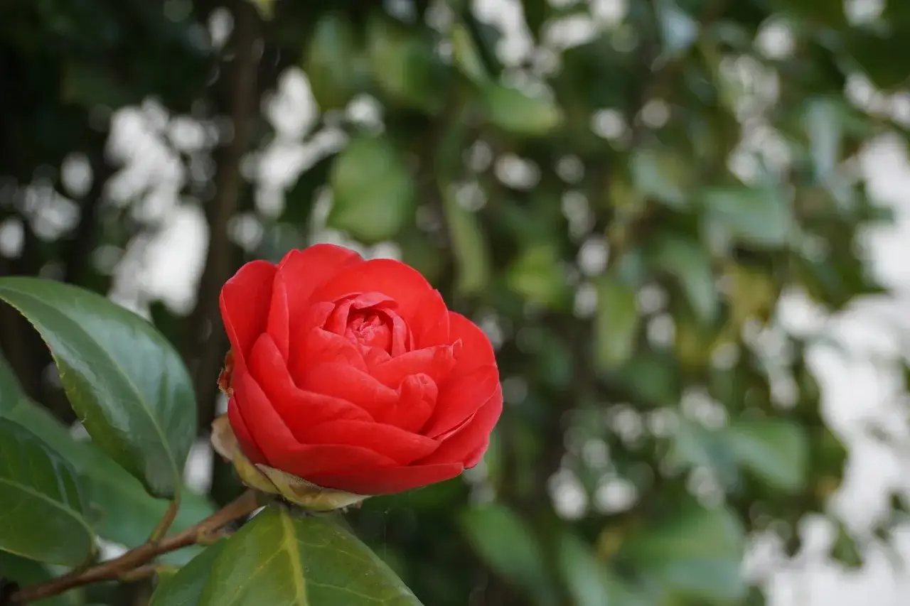 Une belle cam&eacute;lia fleur rouge vif, avec des p&eacute;tales velout&eacute;s, se dresse fi&egrave;rement sur sa tige verte.