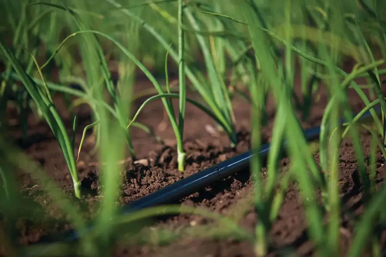 Arrosage oignon par goutte-&agrave;-goutte. Des jeunes pousses vertes &eacute;mergent d'un sol brun, avec un tuyau noir d'irrigation pos&eacute; au sol.