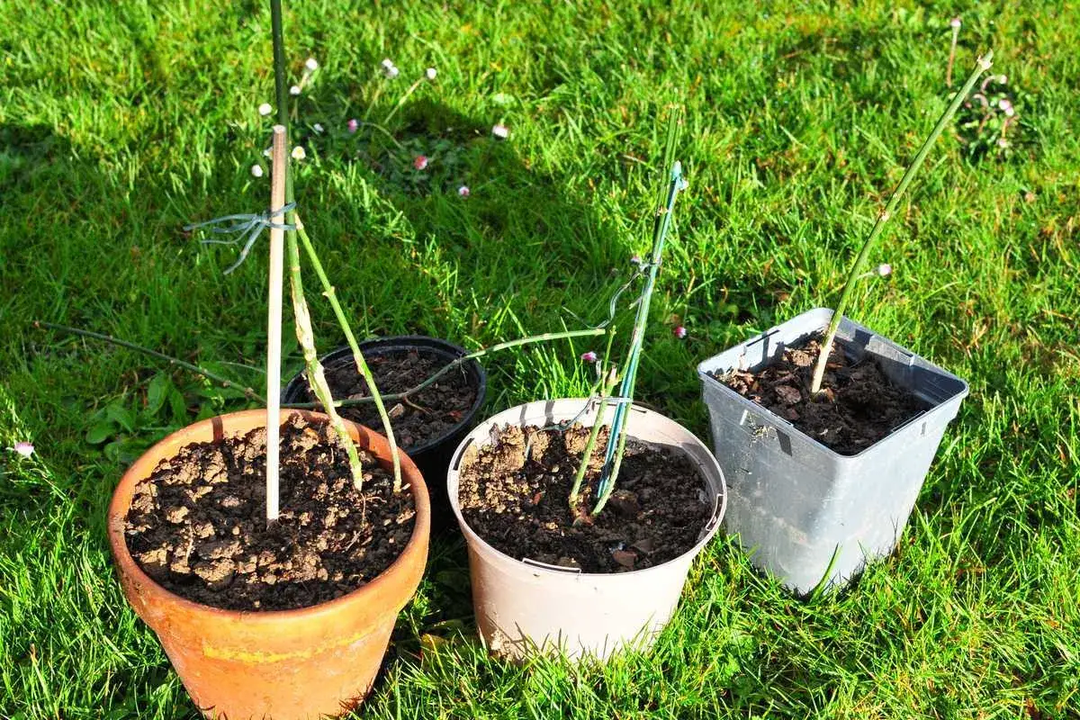 Plusieurs boutures de jasmin en pots, pr&ecirc;tes &agrave; &ecirc;tre plant&eacute;es dans le jardin.