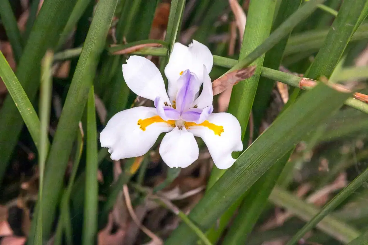 Une fleur d'iris blanche et violette, pr&ecirc;te &agrave; &ecirc;tre plant&eacute;e, &eacute;merge d'un feuillage vert luxuriant.