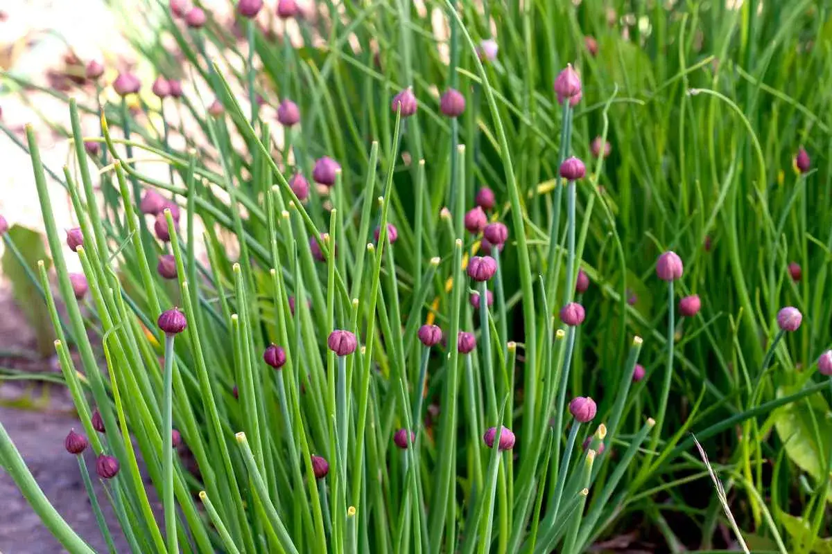 Gros plan sur des tiges vertes de ciboulette avec des boutons floraux violets pr&ecirc;ts pour l'entretien.