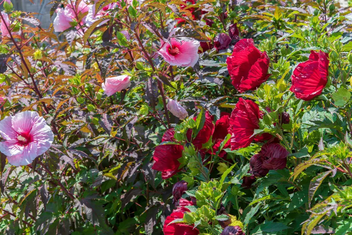 Gros plan sur des fleurs d'hibiscus rouges et roses éclatantes, avec des feuilles sombres et des bourgeons verts. Un aperçu de l'entretien de l'hibiscus en pleine floraison.
