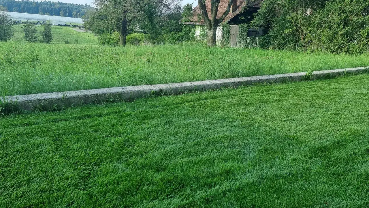 Un gazon fra&icirc;chement tondu contraste avec l'herbe haute et les mauvaises herbes, sugg&eacute;rant l'efficacit&eacute; d'un d&eacute;sherbant s&eacute;lectif gazon.