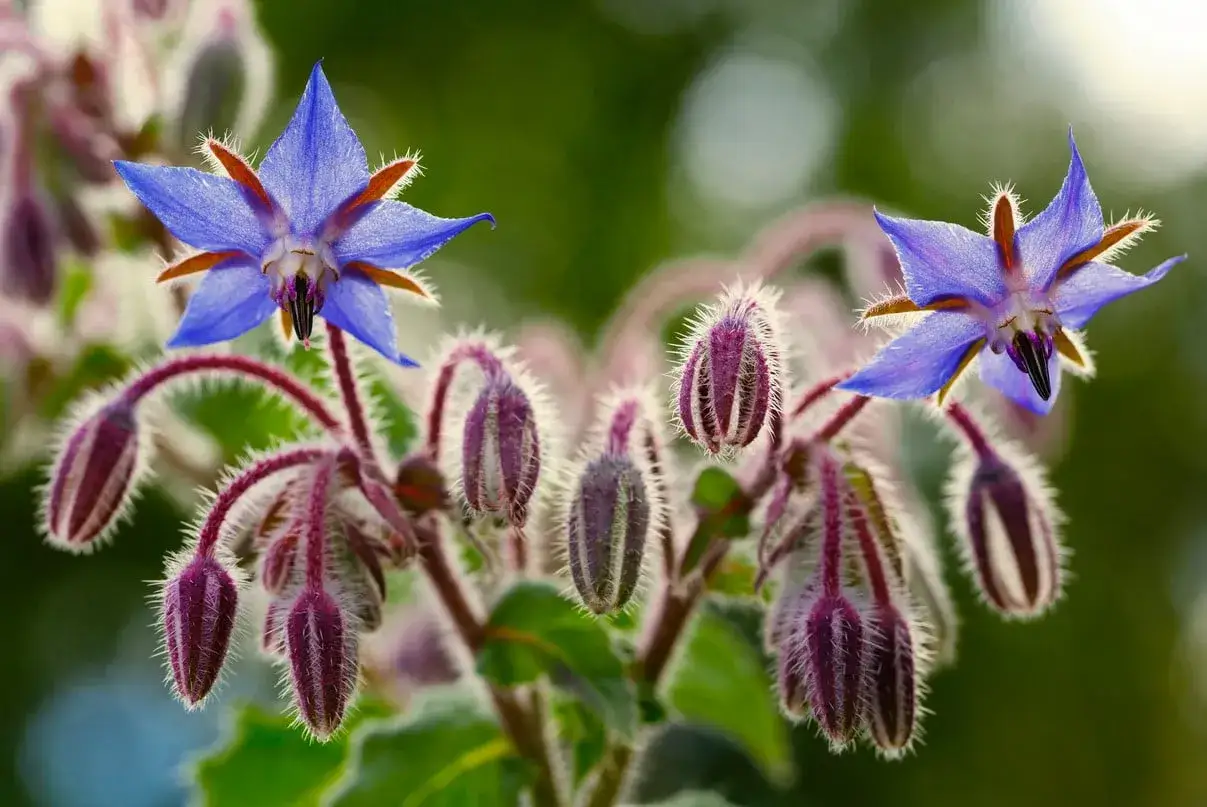 Fleurs bleues &eacute;toil&eacute;es et bourgeons velus de bourrache, une fleur comestible aux notes de concombre.