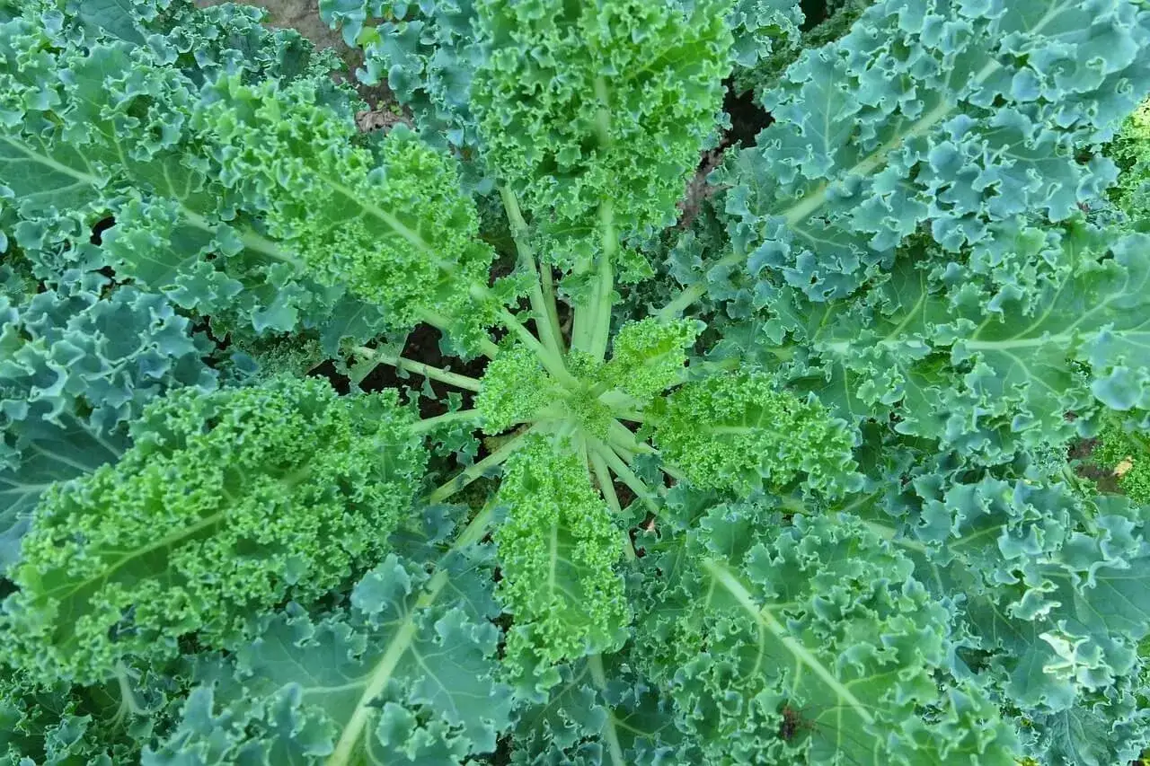 Vue aérienne d'un plant de chou kale aux feuilles vertes frisées et texturées, prêt à être récolté pour une salade saine.