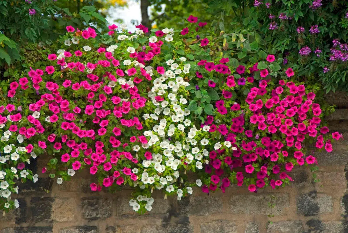Un mur de pierre déborde de semis de pétunias roses et blancs éclatants, créant une cascade de couleurs joyeuses.