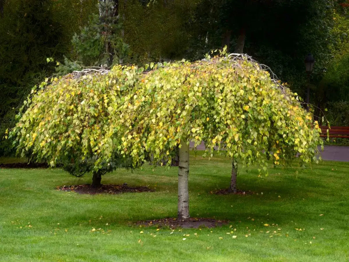 Un saule crevette sur tige, aux feuilles vertes et jaunes, se dresse fi&egrave;rement sur une pelouse verdoyante, offrant un spectacle automnal.
