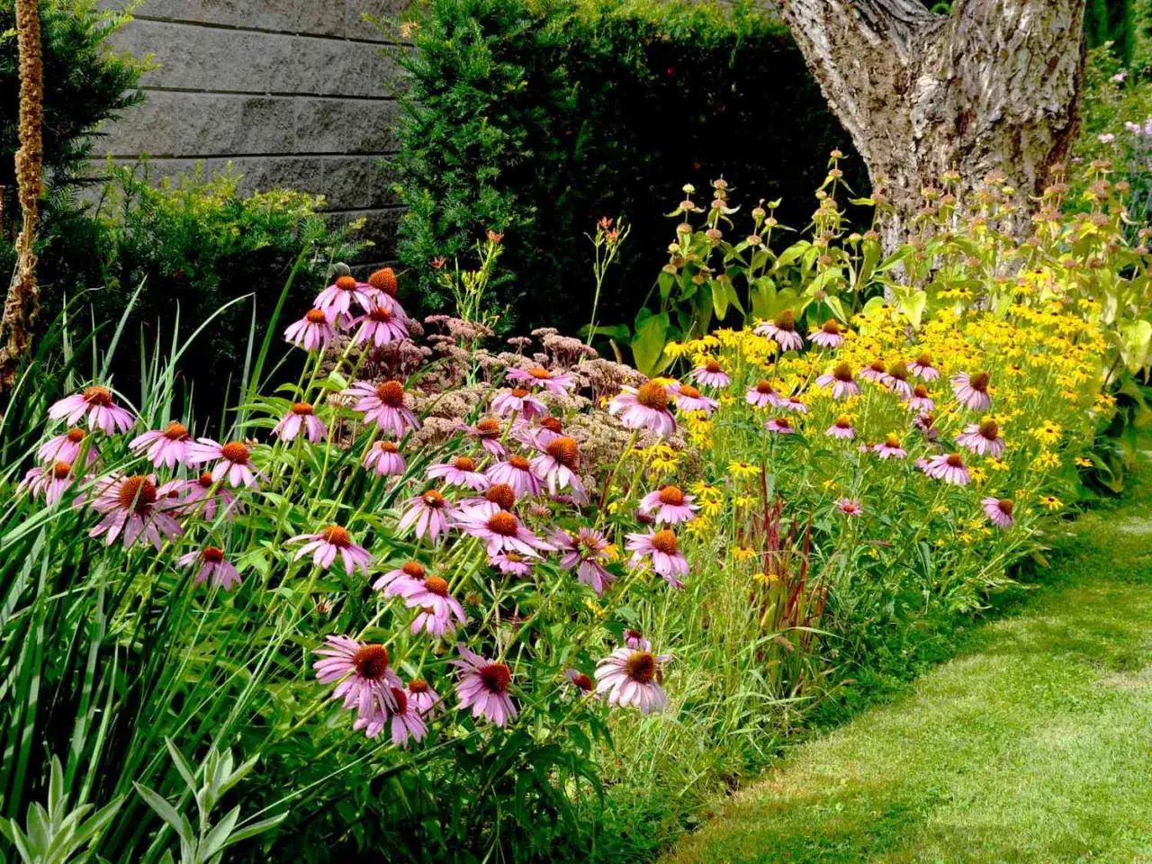 Un jardin fleuri avec des échinacées roses et des fleurs jaunes, une plante extérieur sans entretien qui embellit le paysage.