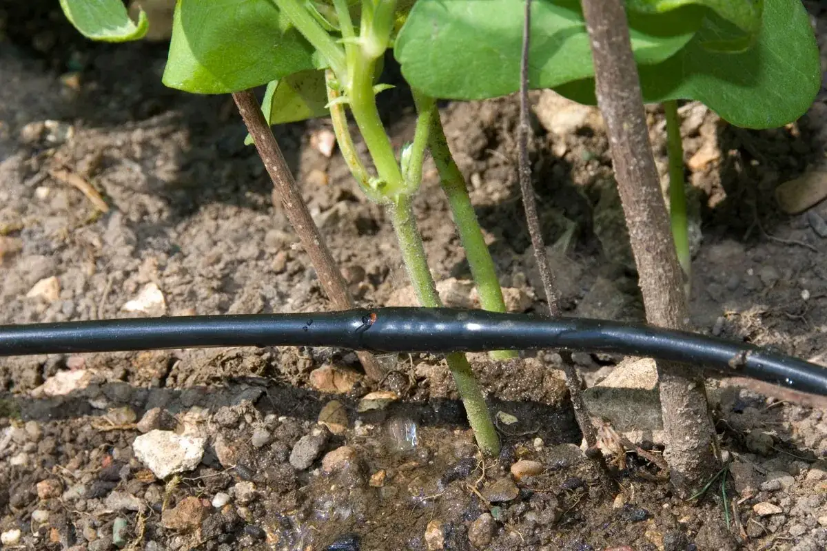 Un tuyau noir pour installer un goutte &agrave; goutte est pos&eacute; sur la terre, pr&egrave;s des tiges de jeunes plantes. De l'eau s'&eacute;coule doucement.