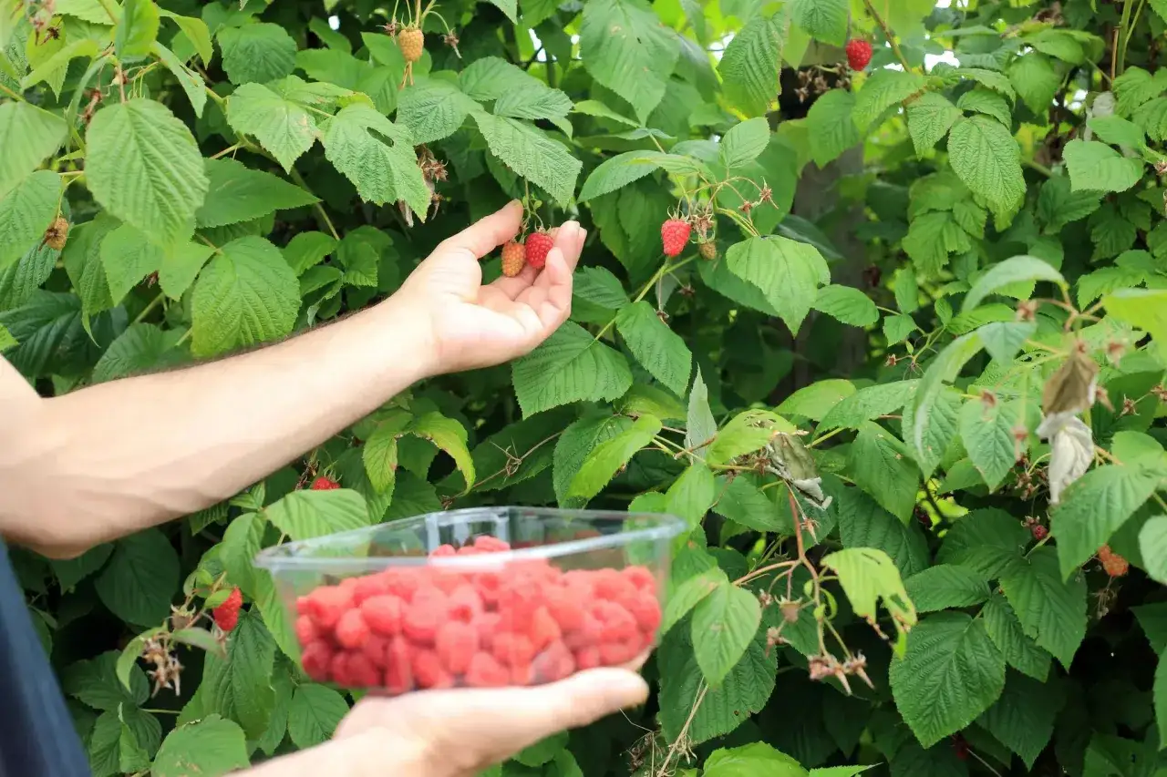 Main d'une personne cueillant des framboises mûres dans un buisson luxuriant, avec un bol rempli de fruits rouges. L'engrais framboisier a bien fait son travail !