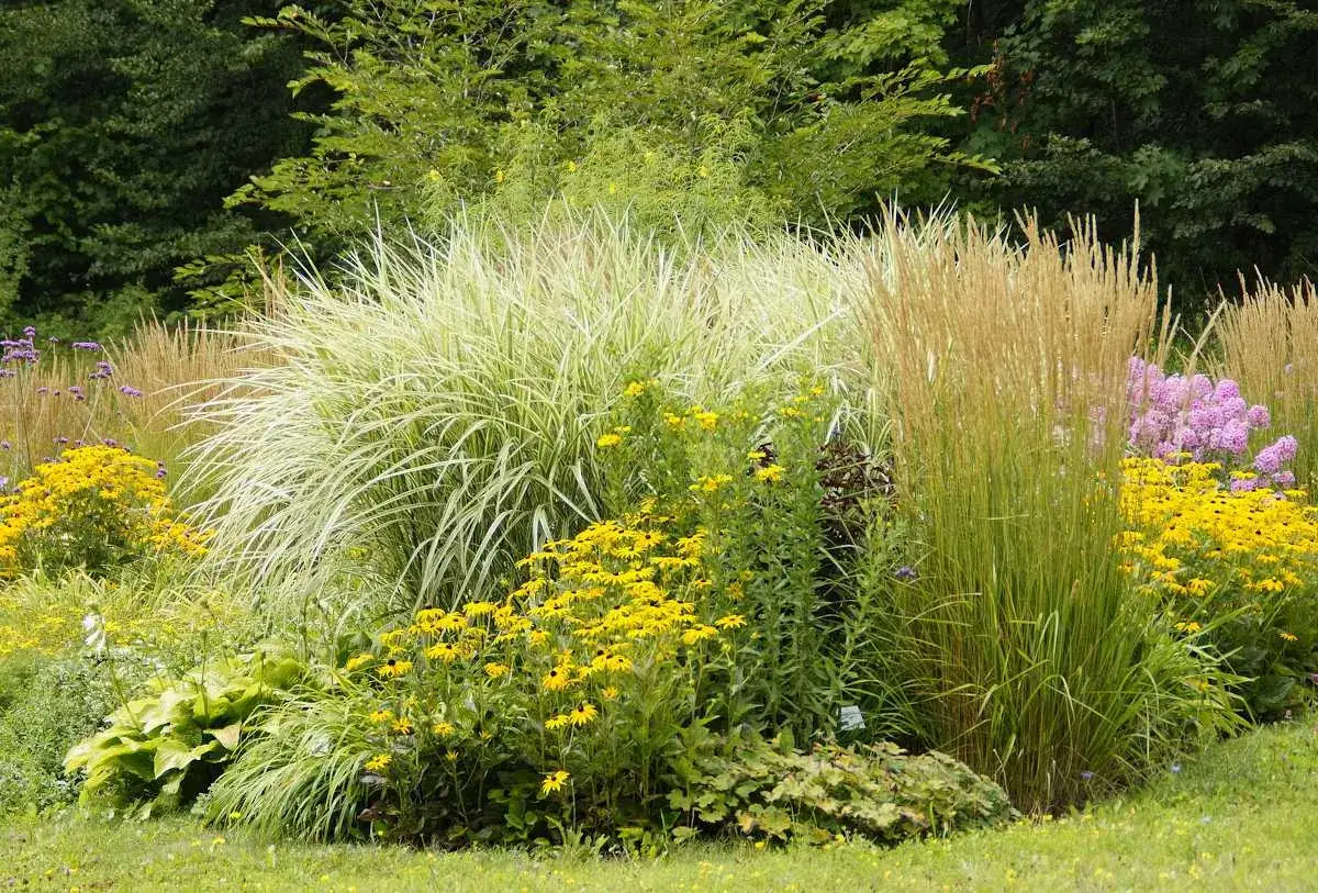 Un jardin luxuriant d&eacute;bordant de fleurs d'&eacute;t&eacute; &eacute;clatantes, avec des gramin&eacute;es imposantes, des marguerites jaunes et des touches de lavande.