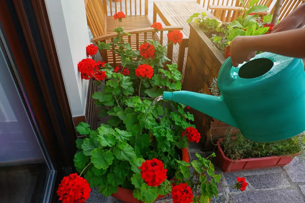 Arrosage de géraniums rouges éclatants sur une terrasse en bois. Une main tient un arrosoir vert pour donner à boire aux fleurs.