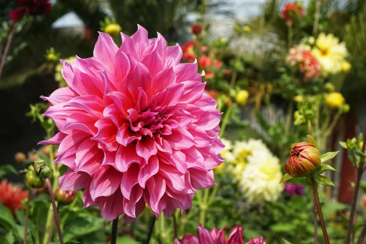 Fleur dahlia rose vif aux p&eacute;tales d&eacute;licats, entour&eacute;e d'autres fleurs et de bourgeons dans un jardin ensoleill&eacute;.
