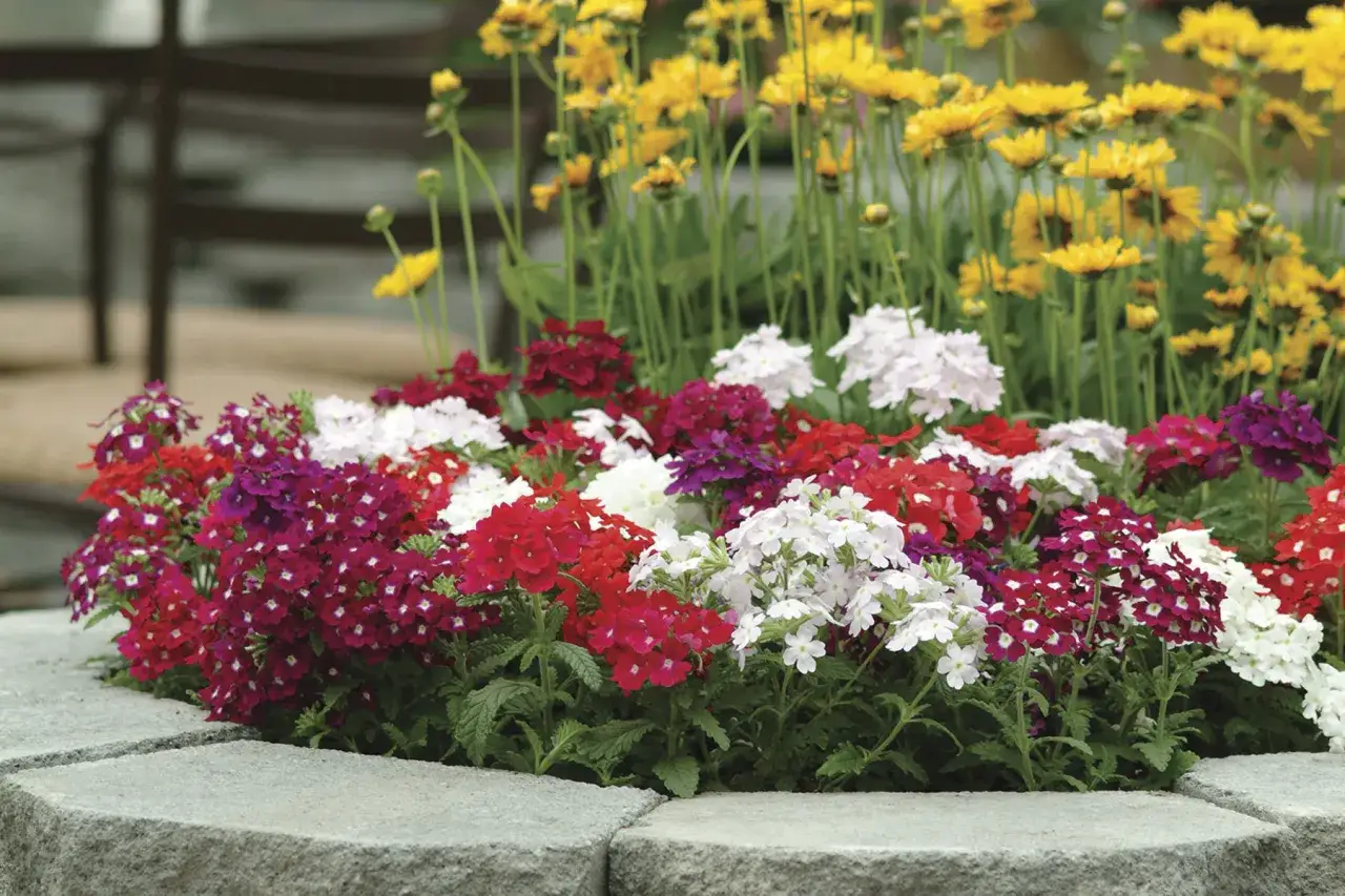 Un parterre de verveine fleur aux couleurs vives : rouge, blanc, rose et violet, bord&eacute; de pierres grises.