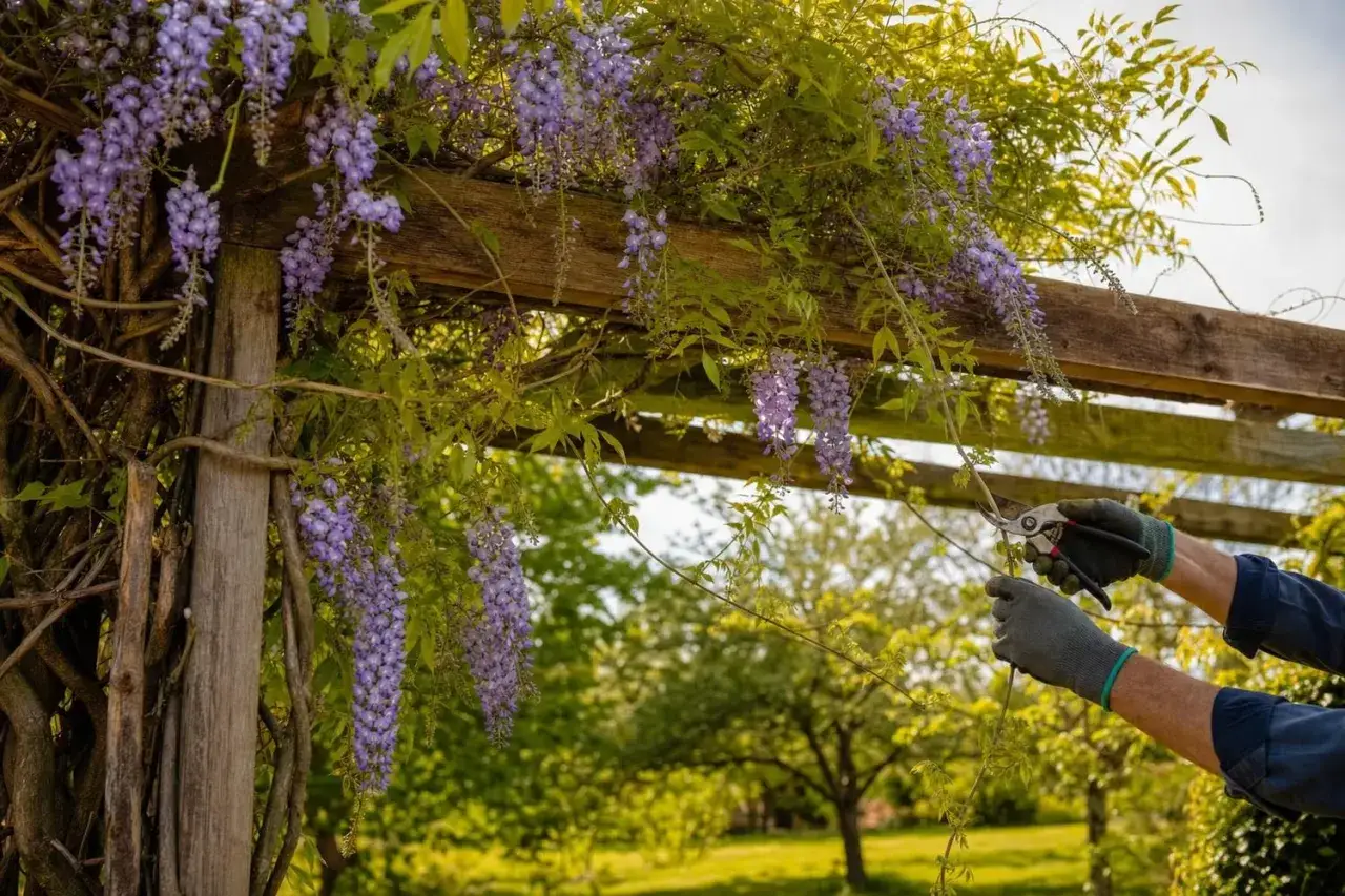 Des grappes de glycine arbre violettes tombent d'une pergola en bois. Des mains gant&eacute;es taillent la plante.