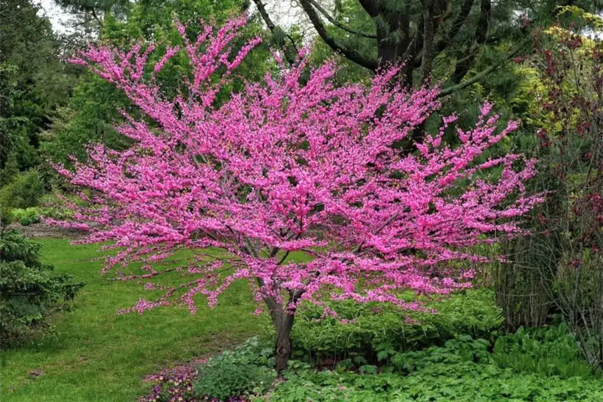 Arbre de Judée en fleurs roses, malgré sa beauté, peut avoir des inconvénients comme sa fragilité face au vent.