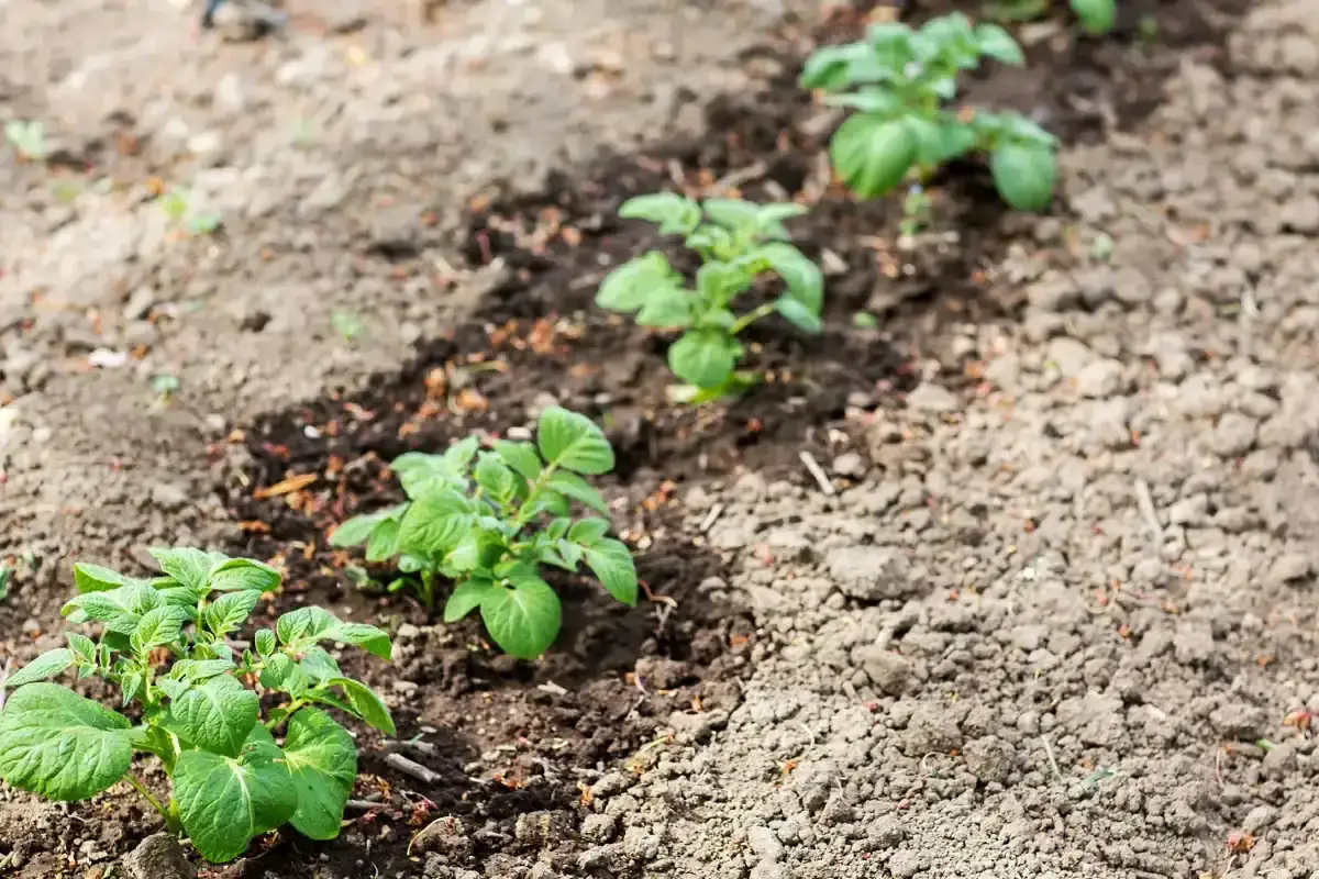 Jeunes plants de pommes de terre poussant dans une terre argileuse.