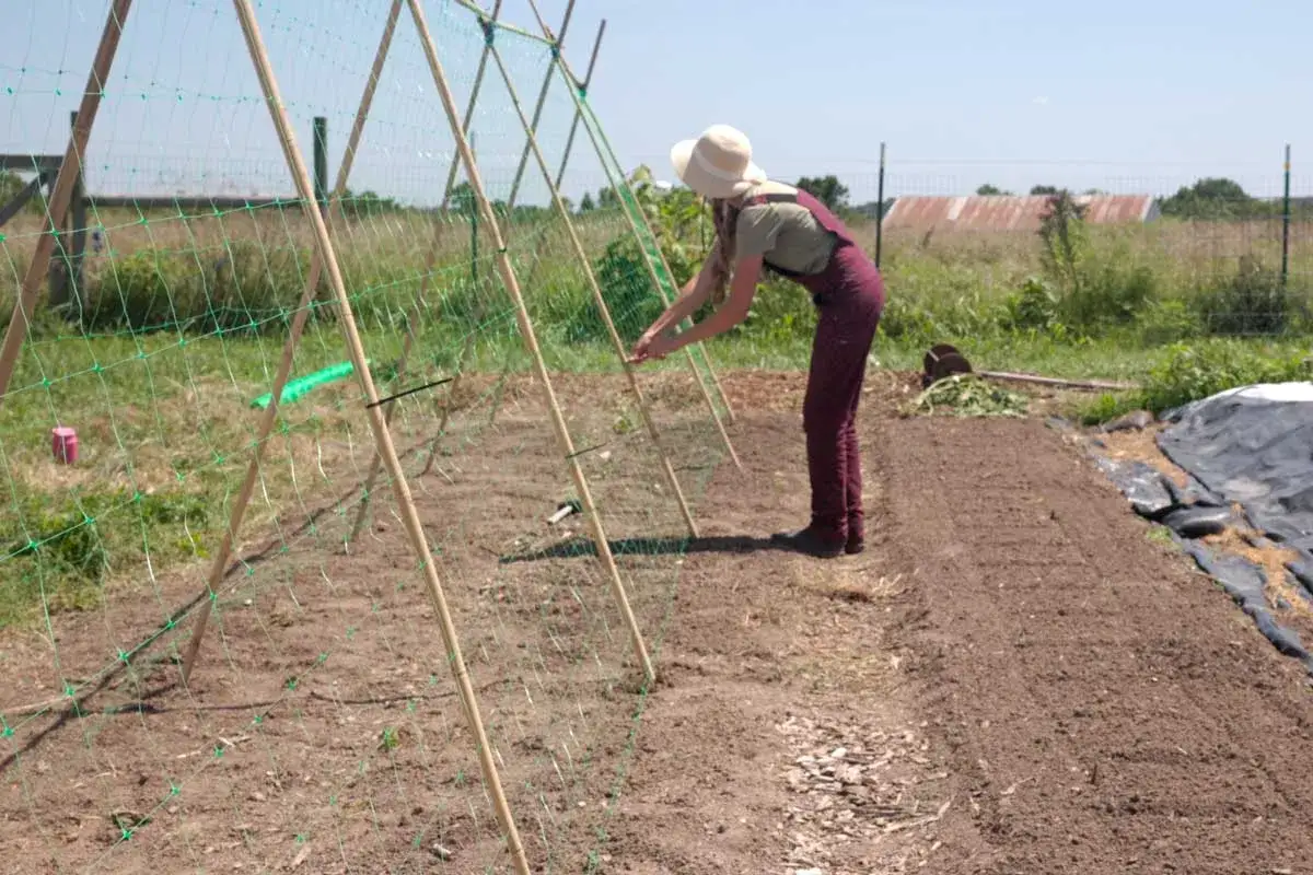 Une jardinière installe un treillage pour ses haricots grimpants. Le soleil brille sur le potager.