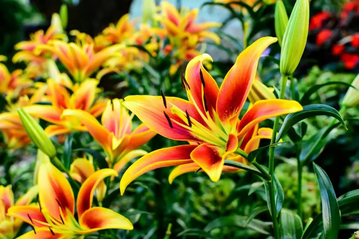 Un parterre de lys asiatique aux couleurs flamboyantes, orange et jaune, s'épanouit sous le soleil.