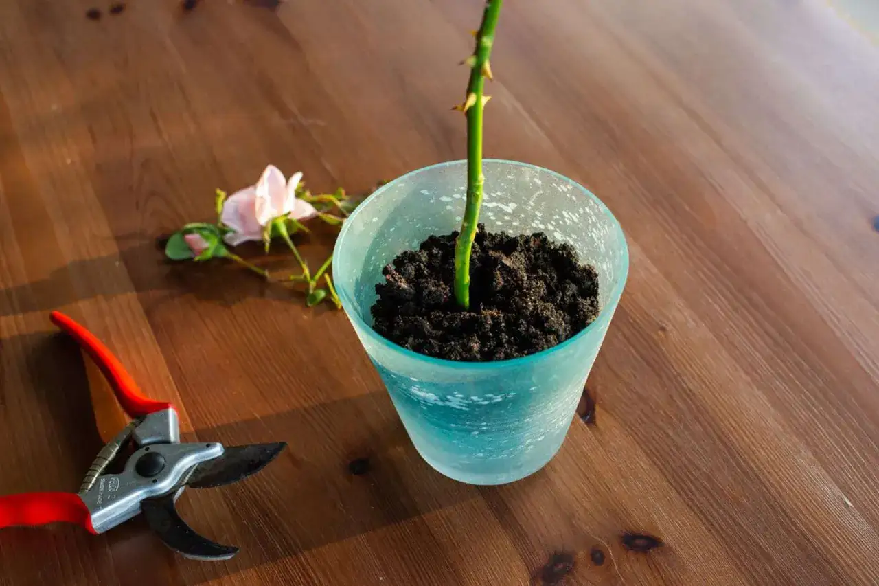 Une bouture de rosier est plantée dans un pot bleu sur une table en bois. Un sécateur rouge et une rose pâle sont à côté.