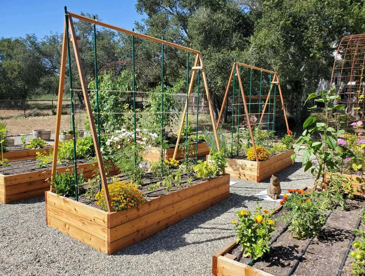 Jardin potager avec des bacs en bois, des structures pour comment tuteurer les tomates, et des fleurs color&eacute;es. Un chat observe la sc&egrave;ne.