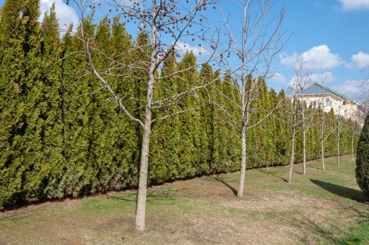 Une haie anti bruit dense et verte borde un jardin avec des arbres d&eacute;nud&eacute;s. Une maison est visible au loin.