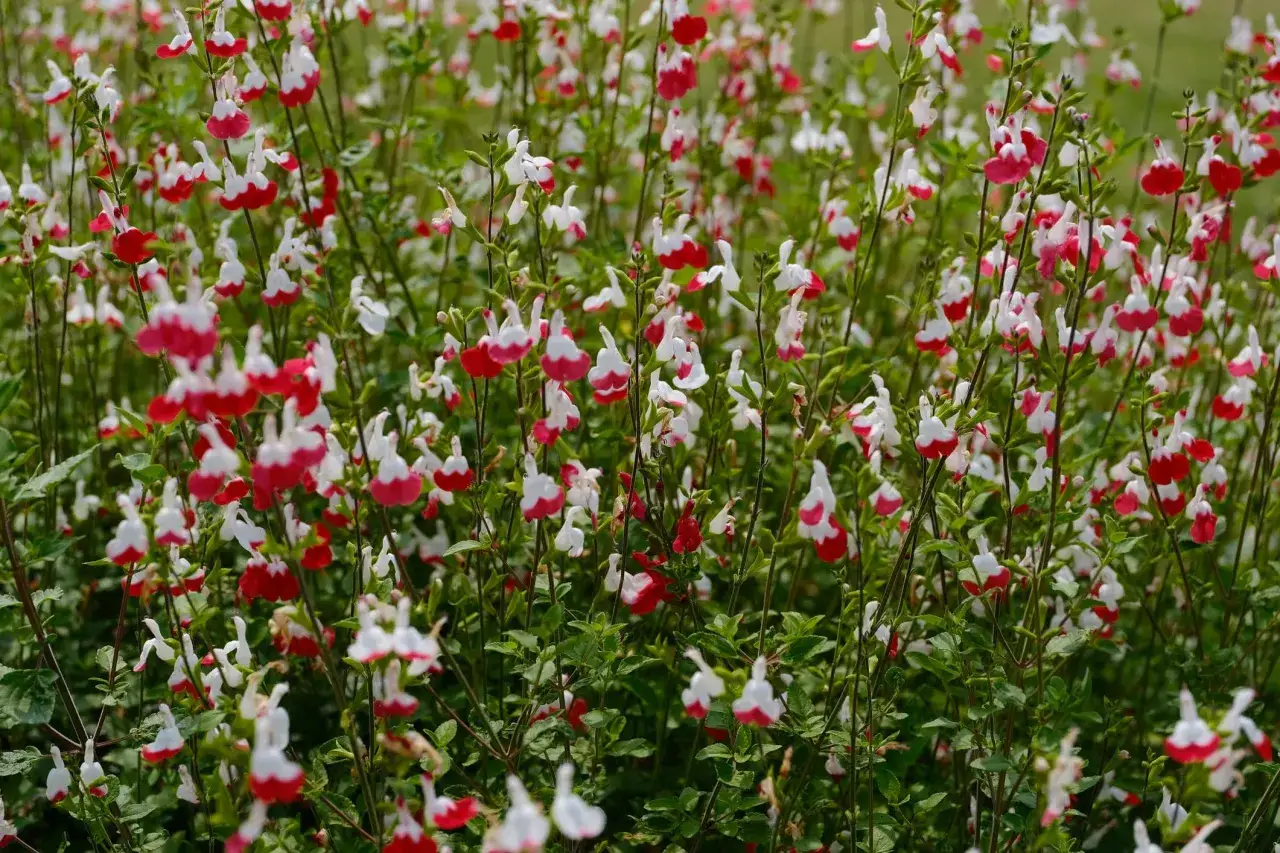 Un parterre de sauge arbustive aux fleurs bicolores rouge et blanc, &eacute;voquant une douce brise d'&eacute;t&eacute;.